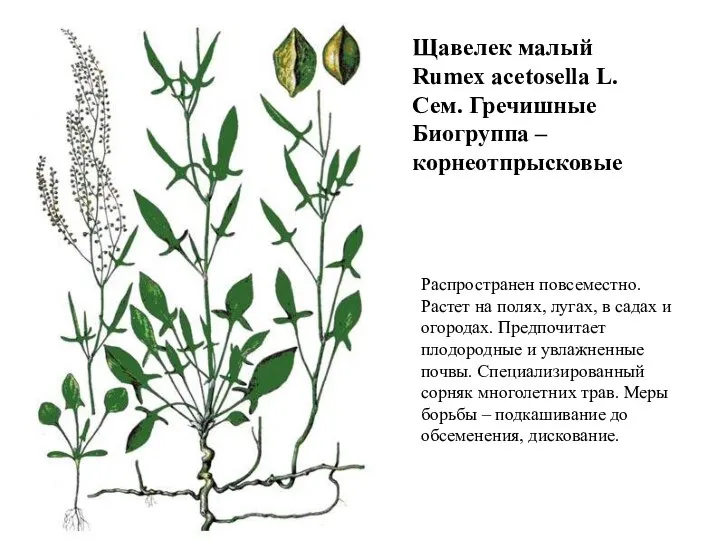 Щавелек малый Rumex acetosella L. Сем. Гречишные Биогруппа – корнеотпрысковые Распространен