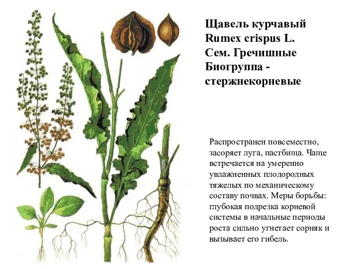 Щавель курчавый Rumex crispus L. Сем. Гречишные Биогруппа - стержнекорневые Распространен