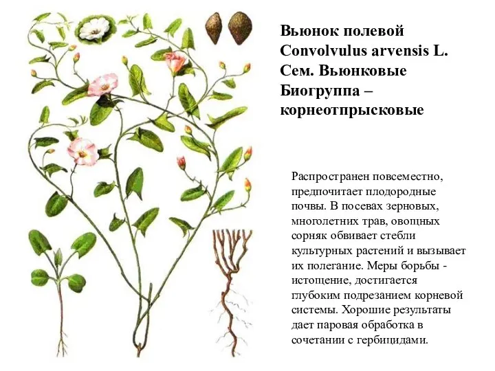 Вьюнок полевой Convolvulus arvensis L. Сем. Вьюнковые Биогруппа – корнеотпрысковые Распространен