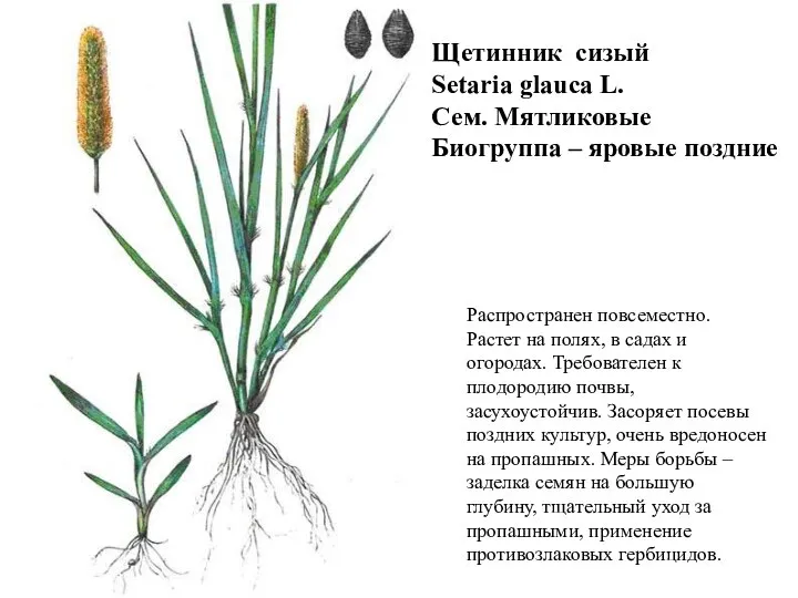 Щетинник сизый Setaria glauca L. Сем. Мятликовые Биогруппа – яровые поздние