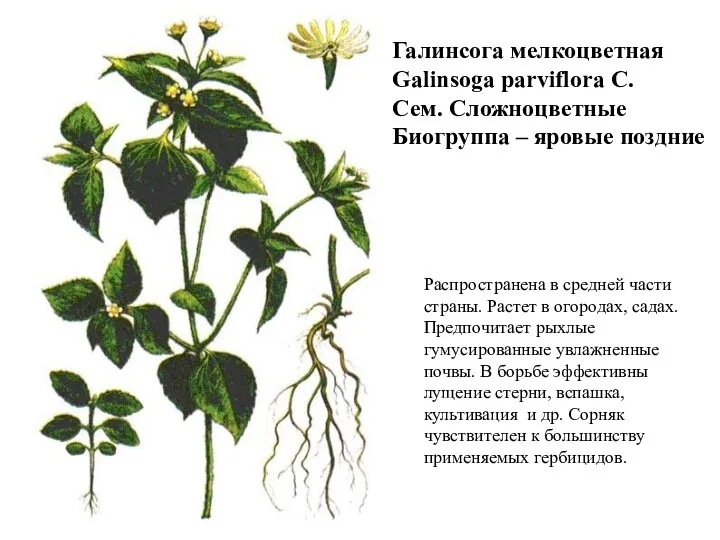 Галинсога мелкоцветная Galinsoga parviflora C. Сем. Сложноцветные Биогруппа – яровые поздние