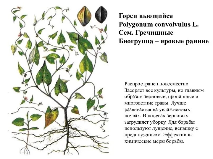 Горец вьющийся Polygonum convolvulus L. Сем. Гречишные Биогруппа – яровые ранние