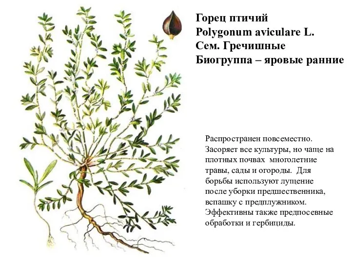 Горец птичий Polygonum aviculare L. Сем. Гречишные Биогруппа – яровые ранние