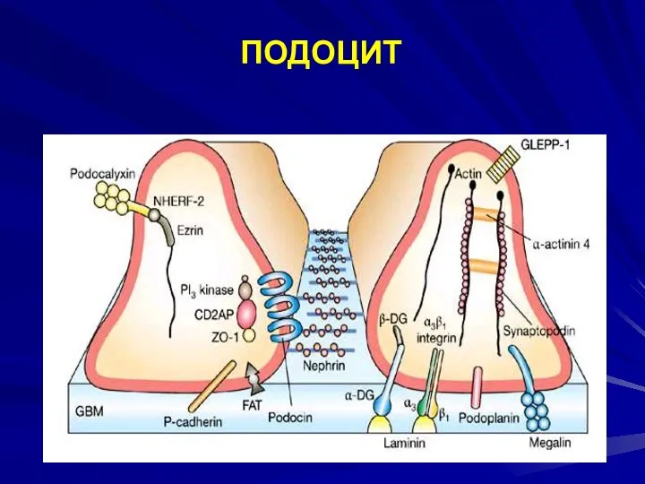 ПОДОЦИТ