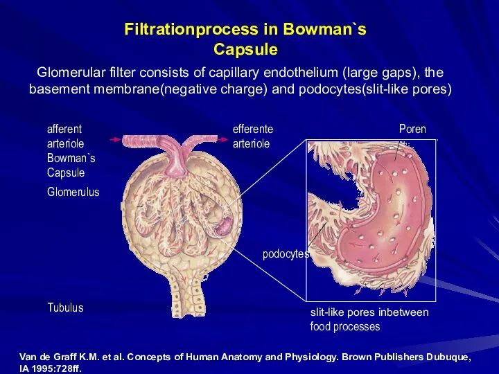 Glomerular filter consists of capillary endothelium (large gaps), the basement membrane(negative