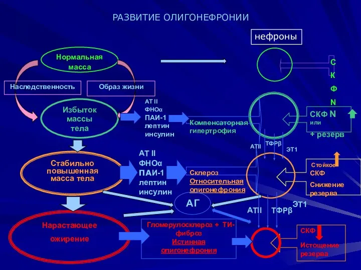 РАЗВИТИЕ ОЛИГОНЕФРОНИИ Нормальная масса Избыток массы тела Стабильно повышенная масса тела