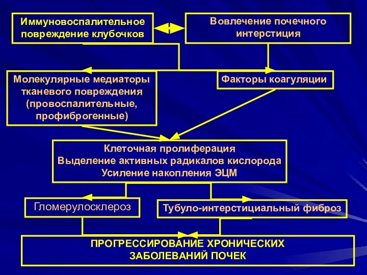 ПРОГРЕССИРОВАНИЕ ХРОНИЧЕСКИХ ЗАБОЛЕВАНИЙ ПОЧЕК Иммуновоспалительное повреждение клубочков Тубуло-интерстициальный фиброз Молекулярные медиаторы