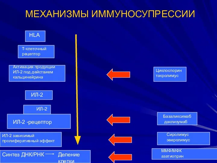 МЕХАНИЗМЫ ИММУНОСУПРЕССИИ HLA Т-клеточный рецептор Активация продукции ИЛ-2 под действием кальцинейрина