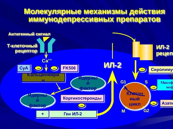 Молекулярные механизмы действия иммунодепрессивных препаратов Ядерный фактор Кортикостероиды Азатиоприн – ИЛ-2