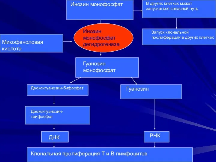 Инозин монофосфат Микофеноловая кислота В других клетках может запускаться запасной путь