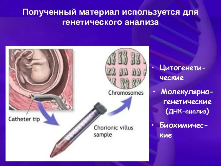 Полученный материал используется для генетического анализа Цитогенети-ческие Молекулярно-генетические (ДНК-анализ) Биохимичес-кие