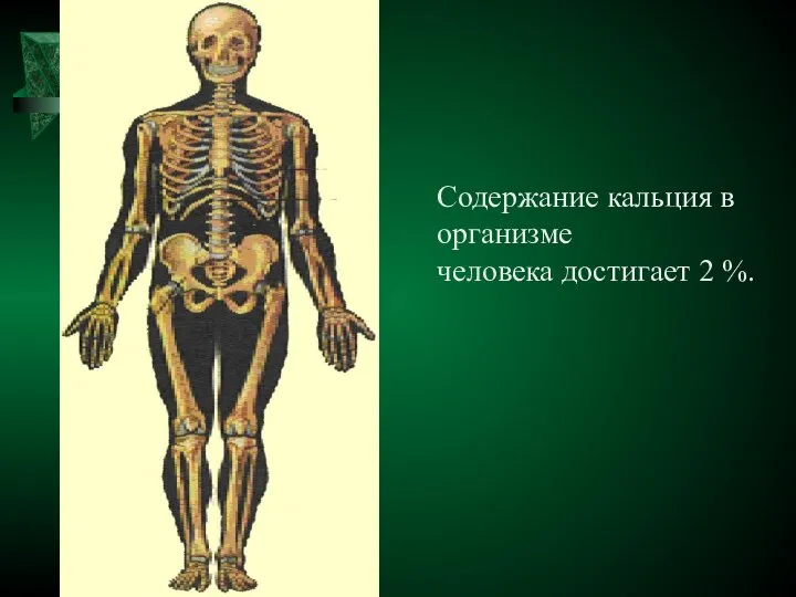 Содержание кальция в организме человека достигает 2 %.