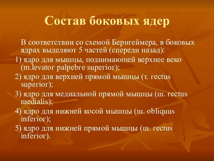 Состав боковых ядер В соответствии со схемой Бернгеймера, в боковых ядрах