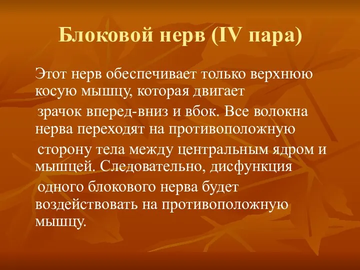 Блоковой нерв (IV пара) Этот нерв обеспечивает только верхнюю косую мышцу,