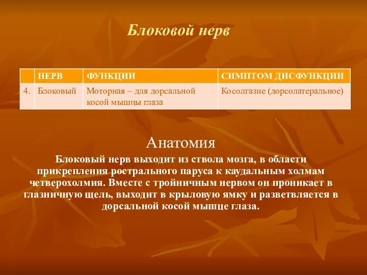 Блоковой нерв Анатомия Блоковый нерв выходит из ствола мозга, в области