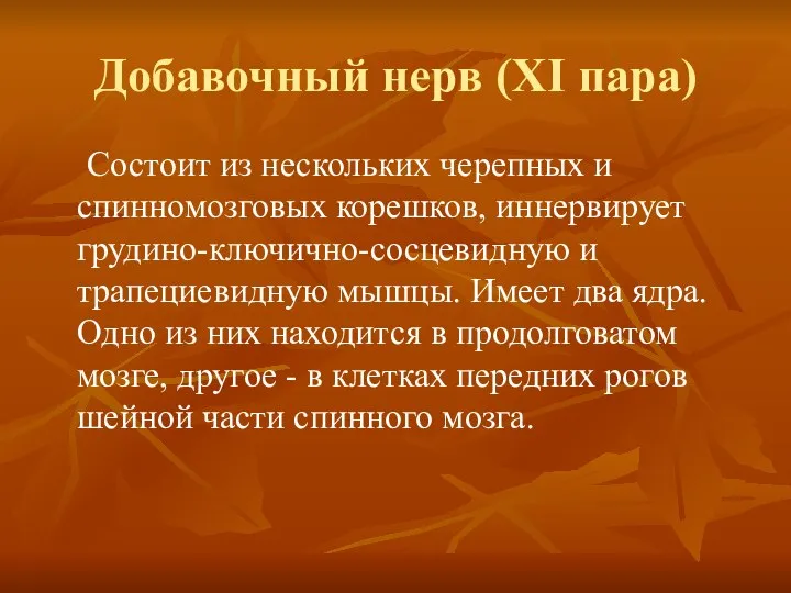 Добавочный нерв (XI пара) Состоит из нескольких черепных и спинномозговых корешков,