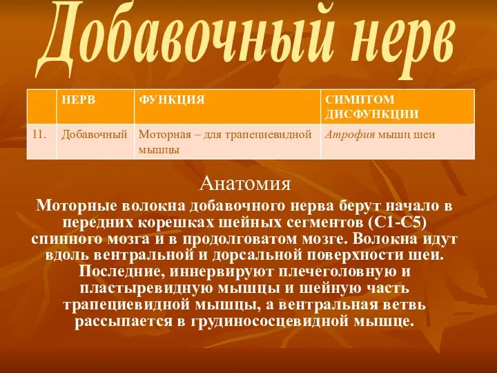 Добавочный нерв Анатомия Моторные волокна добавочного нерва берут начало в передних