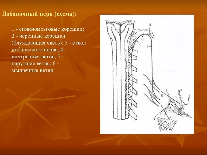 Добавочный нерв (схема): 1 - спинномозговые корешки; 2 - черепные корешки