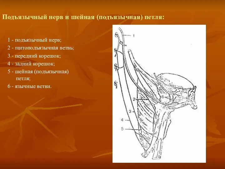 Подъязычный нерв и шейная (подъязычная) петля: 1 - подъязычный нерв; 2