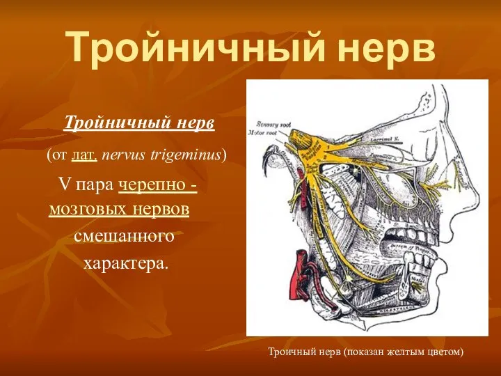 Тройничный нерв Тройничный нерв (от лат. nervus trigeminus) V пара черепно