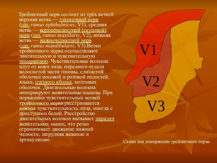 Тройничный нерв состоит из трёх ветвей: верхняя ветвь — глазничный нерв