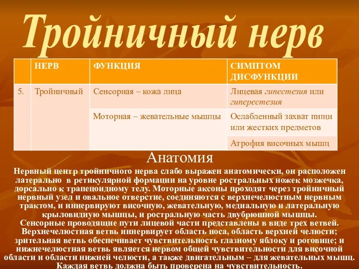 Тройничный нерв Анатомия Нервный центр тройничного нерва слабо выражен анатомически, он