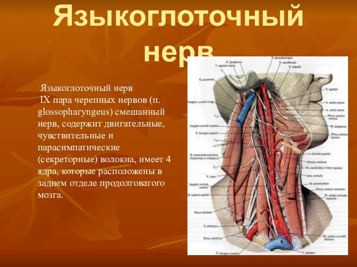 Языкоглоточный нерв Языкоглоточный нерв IX пара черепных нервов (п. glossophaгyngeus) смешанный