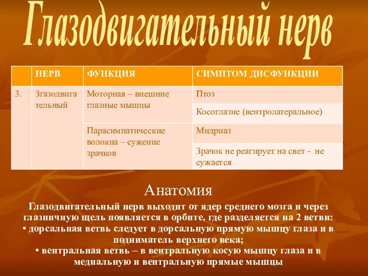 Глазодвигательный нерв Анатомия Глазодвигательный нерв выходит от ядер среднего мозга и