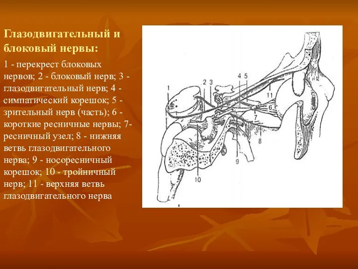 Глазодвигательный и блоковый нервы: 1 - перекрест блоковых нервов; 2 -