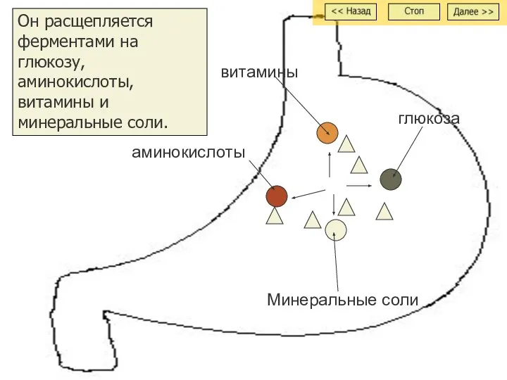 Он расщепляется ферментами на глюкозу, аминокислоты, витамины и минеральные соли. витамины аминокислоты Минеральные соли глюкоза