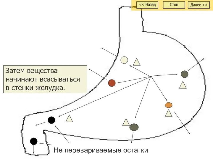 Затем вещества начинают всасываться в стенки желудка. Не перевариваемые остатки