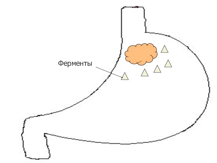 Ферменты