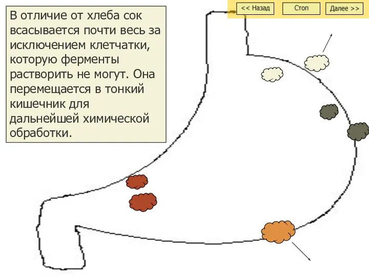 В отличие от хлеба сок всасывается почти весь за исключением клетчатки,