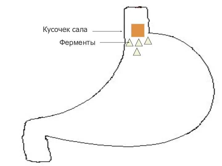 Кусочек сала Ферменты