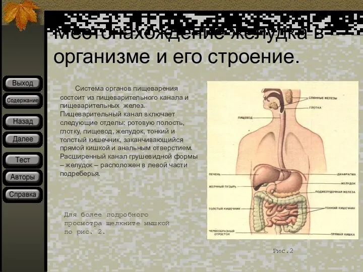 Местонахождение желудка в организме и его строение. Система органов пищеварения состоит