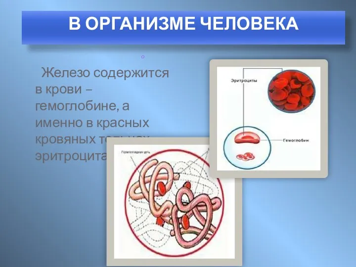 Железо содержится в крови – гемоглобине, а именно в красных кровяных