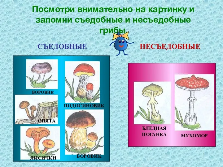 Посмотри внимательно на картинку и запомни съедобные и несъедобные грибы. СЪЕДОБНЫЕ НЕСЪЕДОБНЫЕ