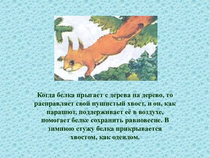 Когда белка прыгает с дерева на дерево, то расправляет свой пушистый
