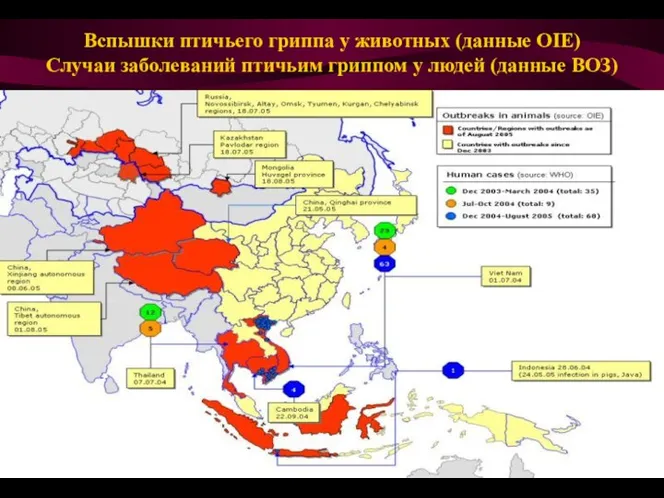 Вспышки птичьего гриппа у животных (данные OIE) Случаи заболеваний птичьим гриппом у людей (данные ВОЗ)