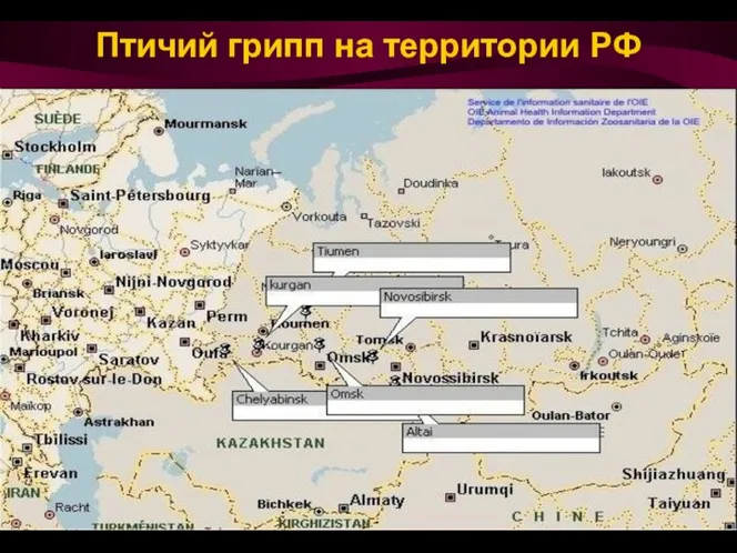 Птичий грипп на территории РФ