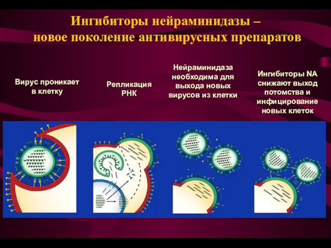 Вирус проникает в клетку Ингибиторы NA снижают выход потомства и инфицирование