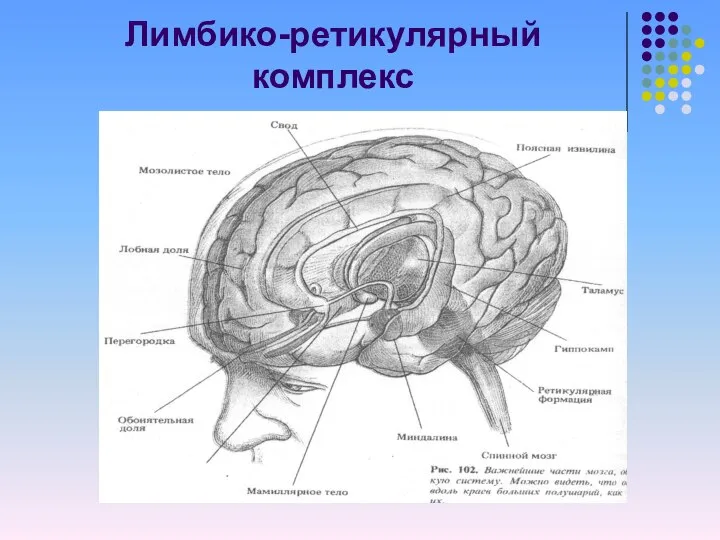 Лимбико-ретикулярный комплекс