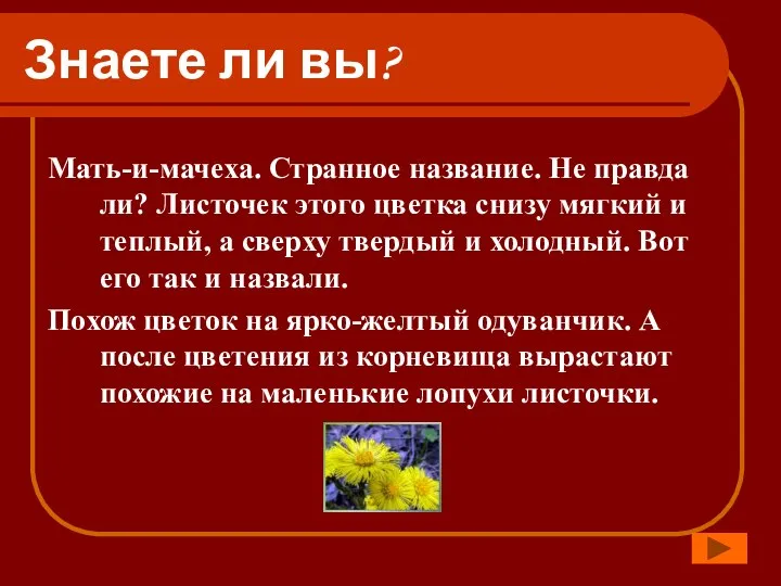 Знаете ли вы? Мать-и-мачеха. Странное название. Не правда ли? Листочек этого