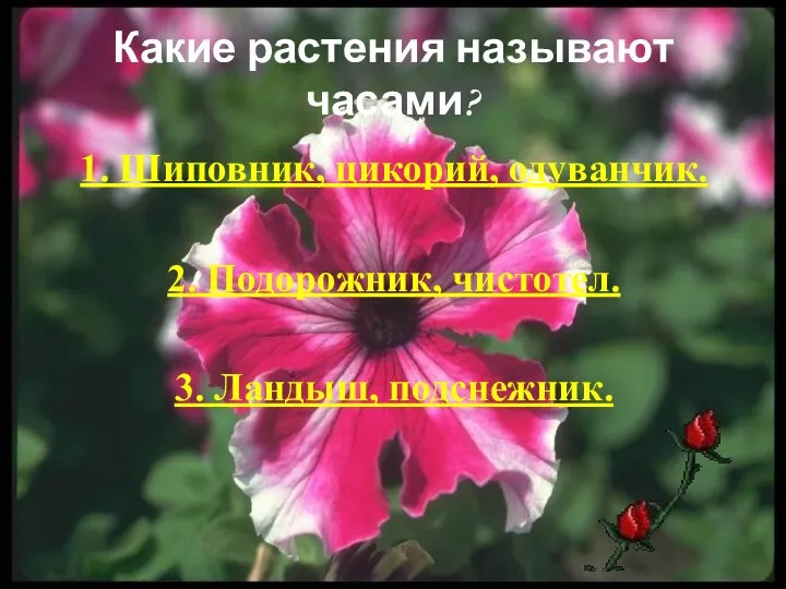 Какие растения называют часами? 1. Шиповник, цикорий, одуванчик. 2. Подорожник, чистотел. 3. Ландыш, подснежник.