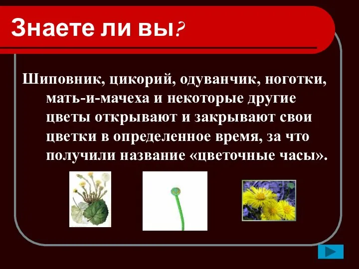 Знаете ли вы? Шиповник, цикорий, одуванчик, ноготки, мать-и-мачеха и некоторые другие