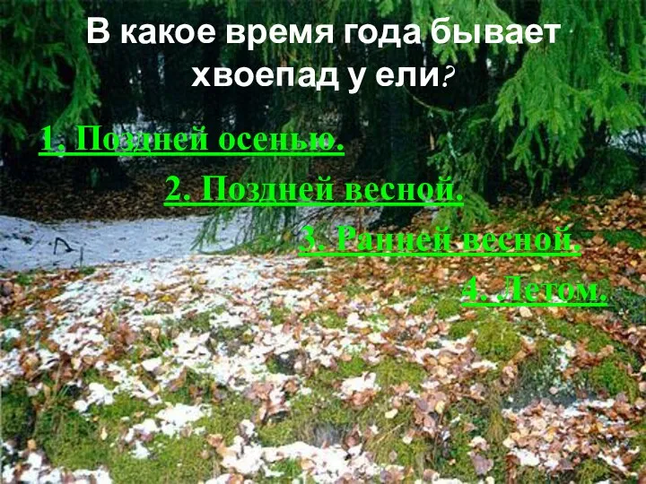 В какое время года бывает хвоепад у ели? 1. Поздней осенью.