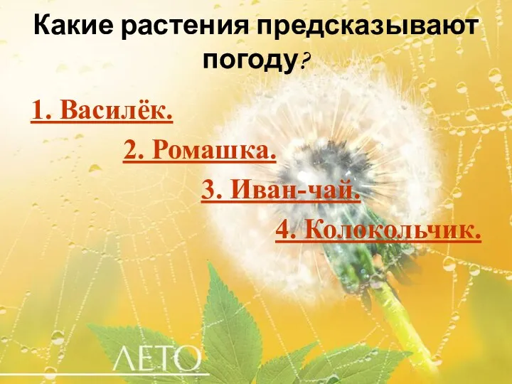 Какие растения предсказывают погоду? 1. Василёк. 2. Ромашка. 3. Иван-чай. 4. Колокольчик.