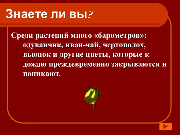 Знаете ли вы? Среди растений много «барометров»: одуванчик, иван-чай, чертополох, вьюнок