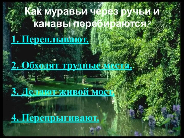 Как муравьи через ручьи и канавы перебираются? 1. Переплывают. 2. Обходят