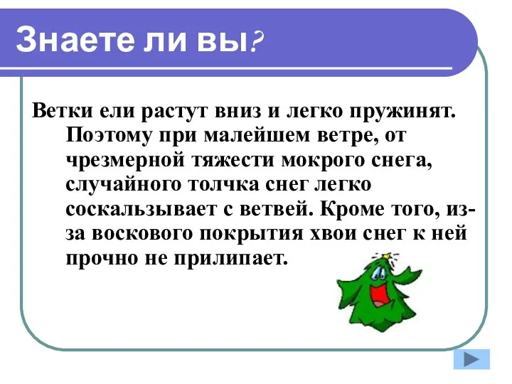 Знаете ли вы? Ветки ели растут вниз и легко пружинят. Поэтому